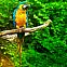 2024/04/377095-parrot-birds