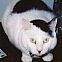2009/09/bad-kitty