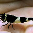 2010/02/stern-2010-kw-05-39-maxsize-735-490