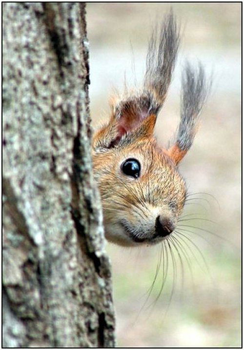 2009/05/001-fun-animals