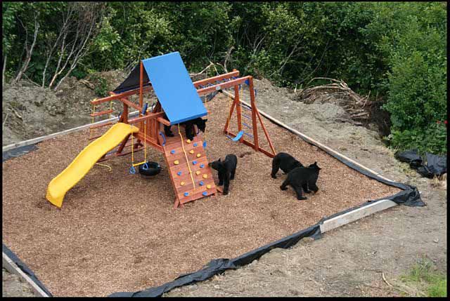 2009/05/002-bear