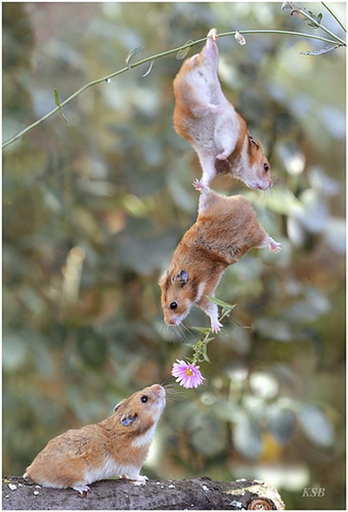2009/05/004-fun-animals