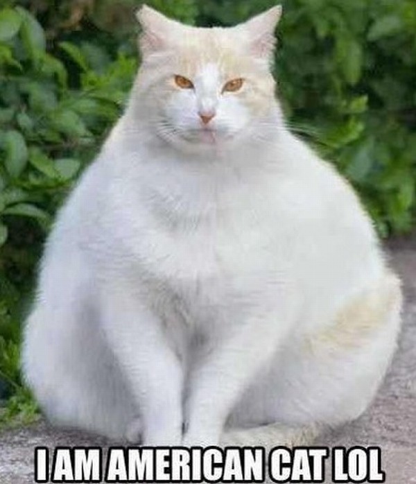 2009/05/05-american-cat