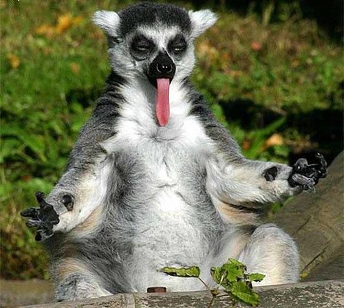 2009/05/070-fun-animals