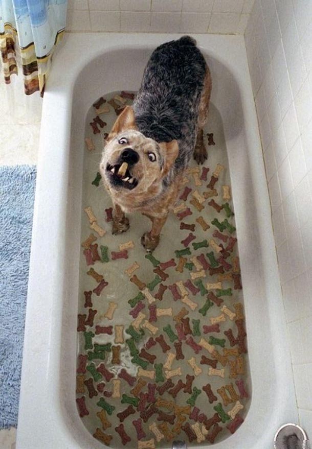 2009/05/crazy-mixed-picdump-17-7