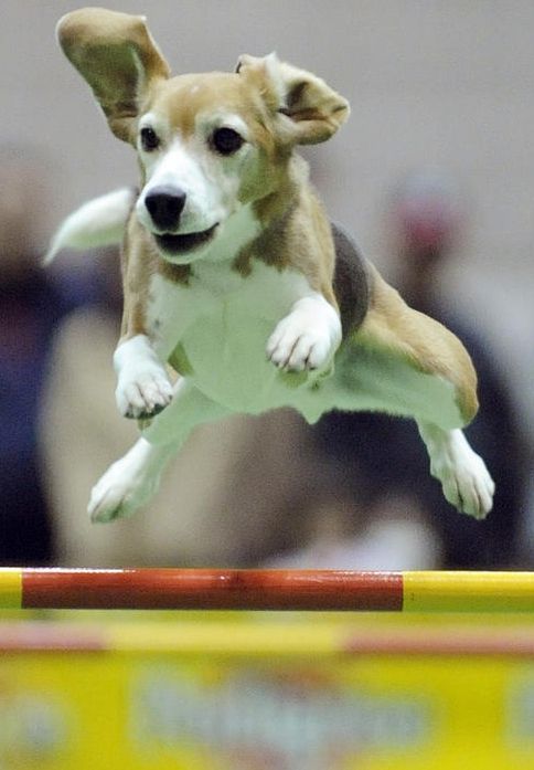 2009/05/funpics32-13