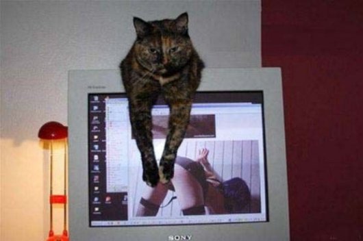 2009/05/funpics34-16-thumbnail