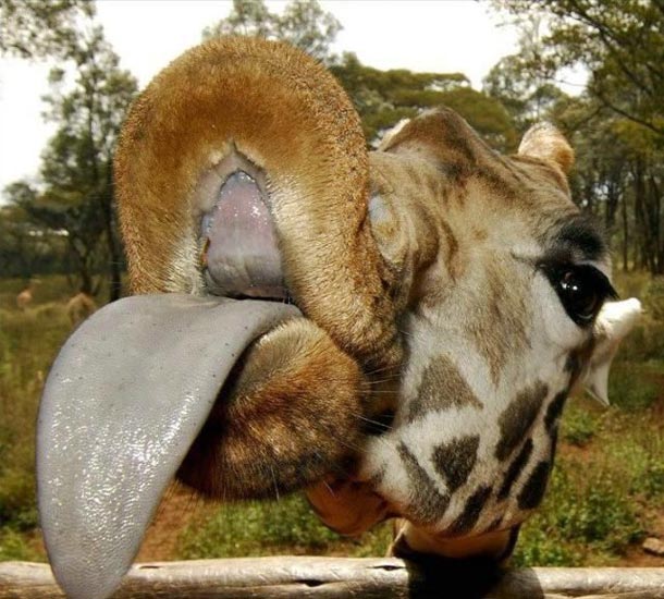 2009/05/picdump29-25