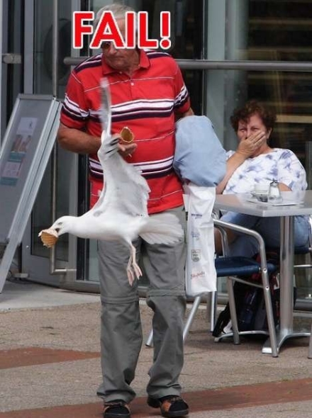 2009/05/seagull-swoop