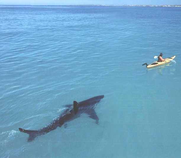 2009/05/shark