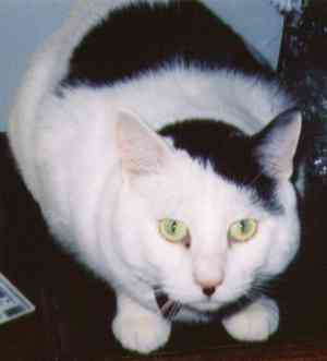 2009/09/bad-kitty