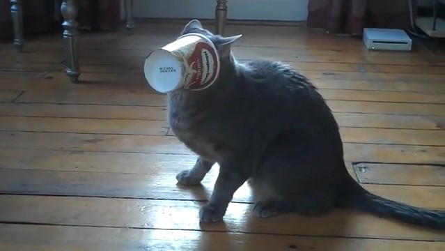 2010/09/1279139373001