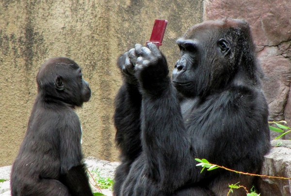 2010/09/1281521679-gorilla-ds-08-09-2010