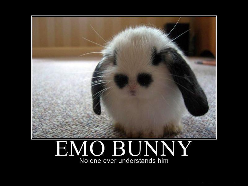 2010/09/633972461997756460-emobunny