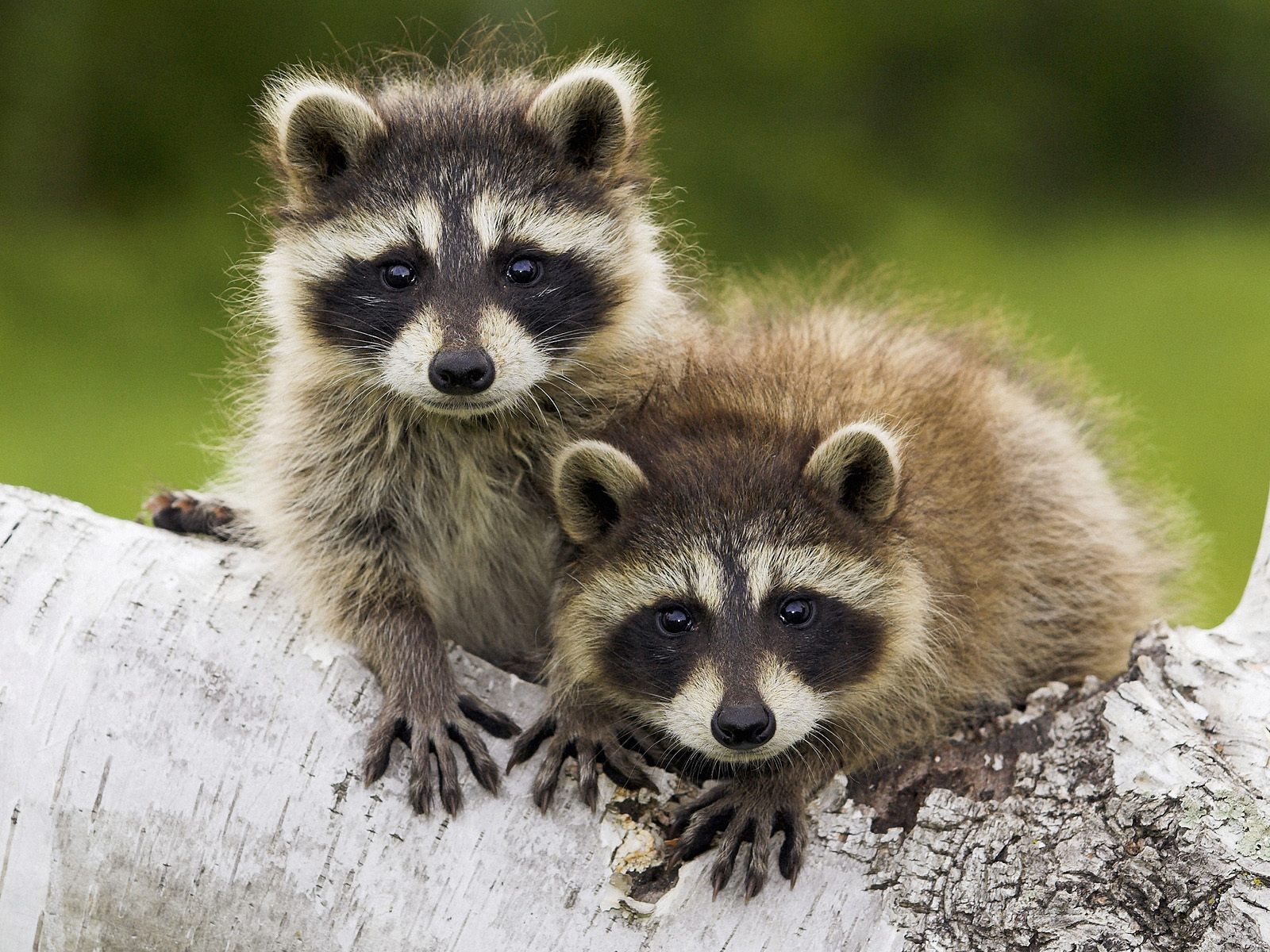 2010/09/free-review-raccoons