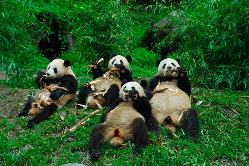 2010/09/image-114465-galleryv9-yutu