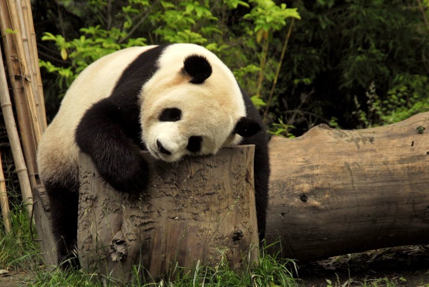 2010/09/image-114469-galleryv9-ddol