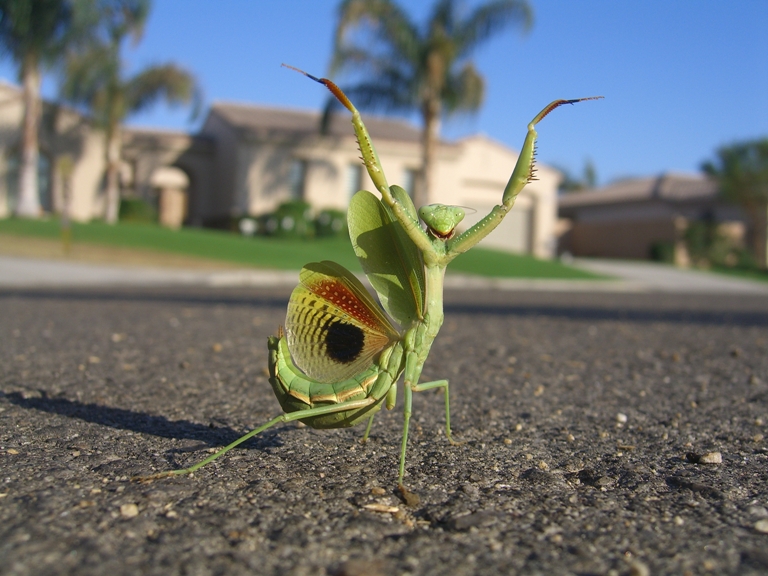 2010/09/linkinn-happy-bug