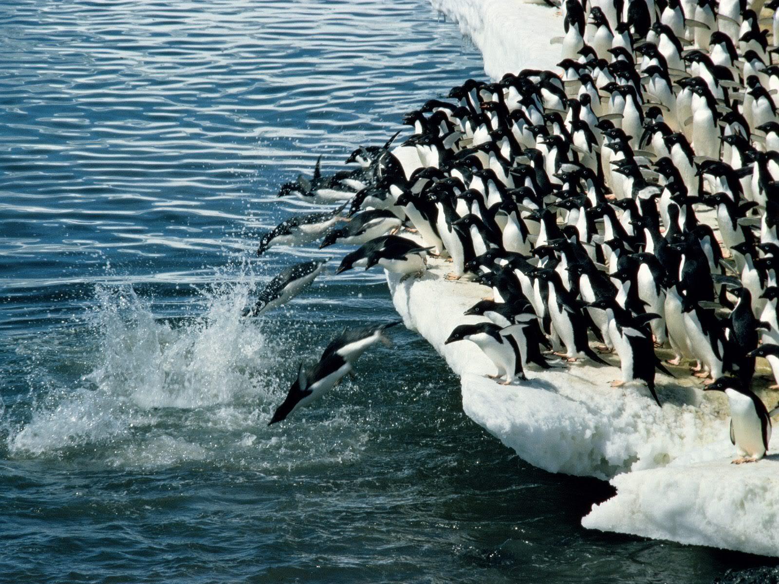 2010/09/photobucket-penguin-wallpapers-47-1600x1200