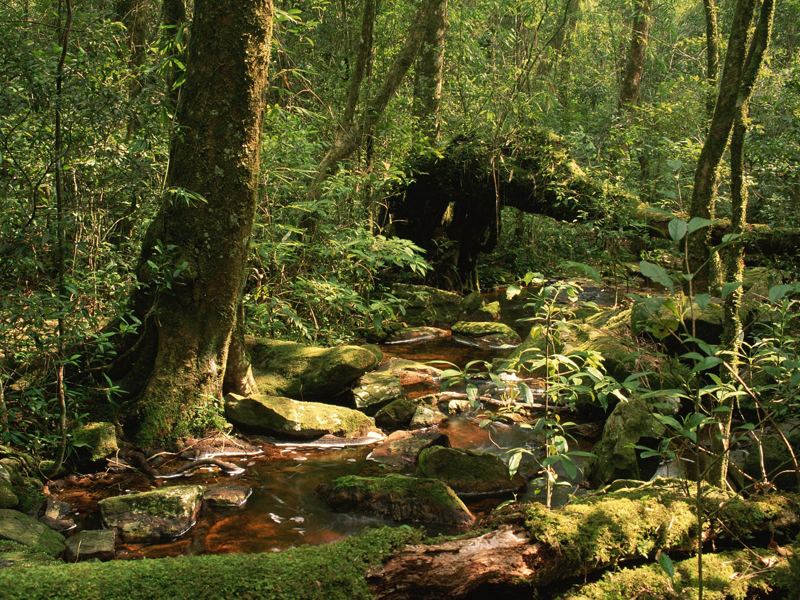 2010/09/phu-luang-wildlife-sanctuary-thailand