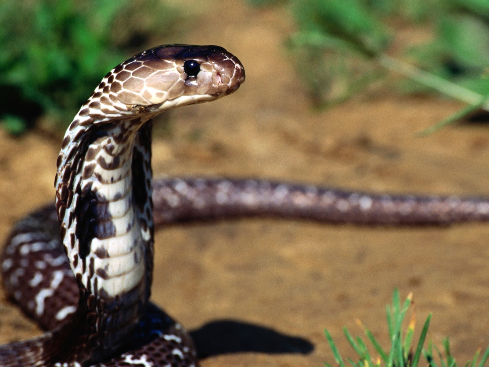 2010/09/snake-3