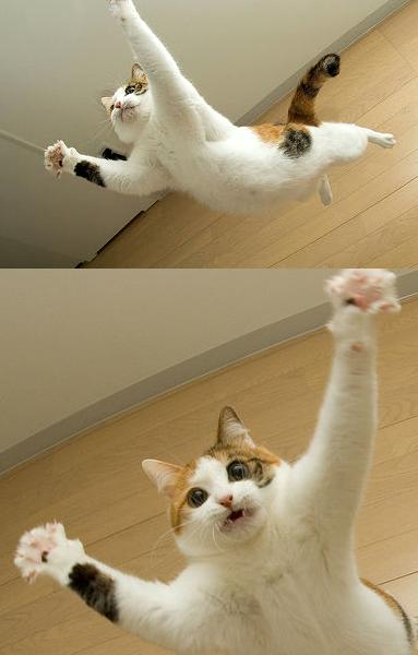 2011/01/edu-20050816-airborne-cats-fuwari