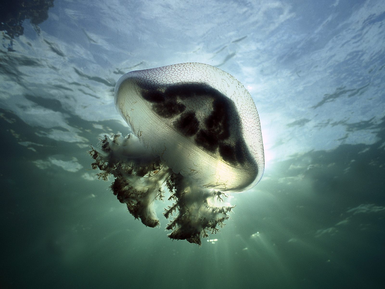 2011/01/mauve-stinger-jellyfish-edithburg-south-australia