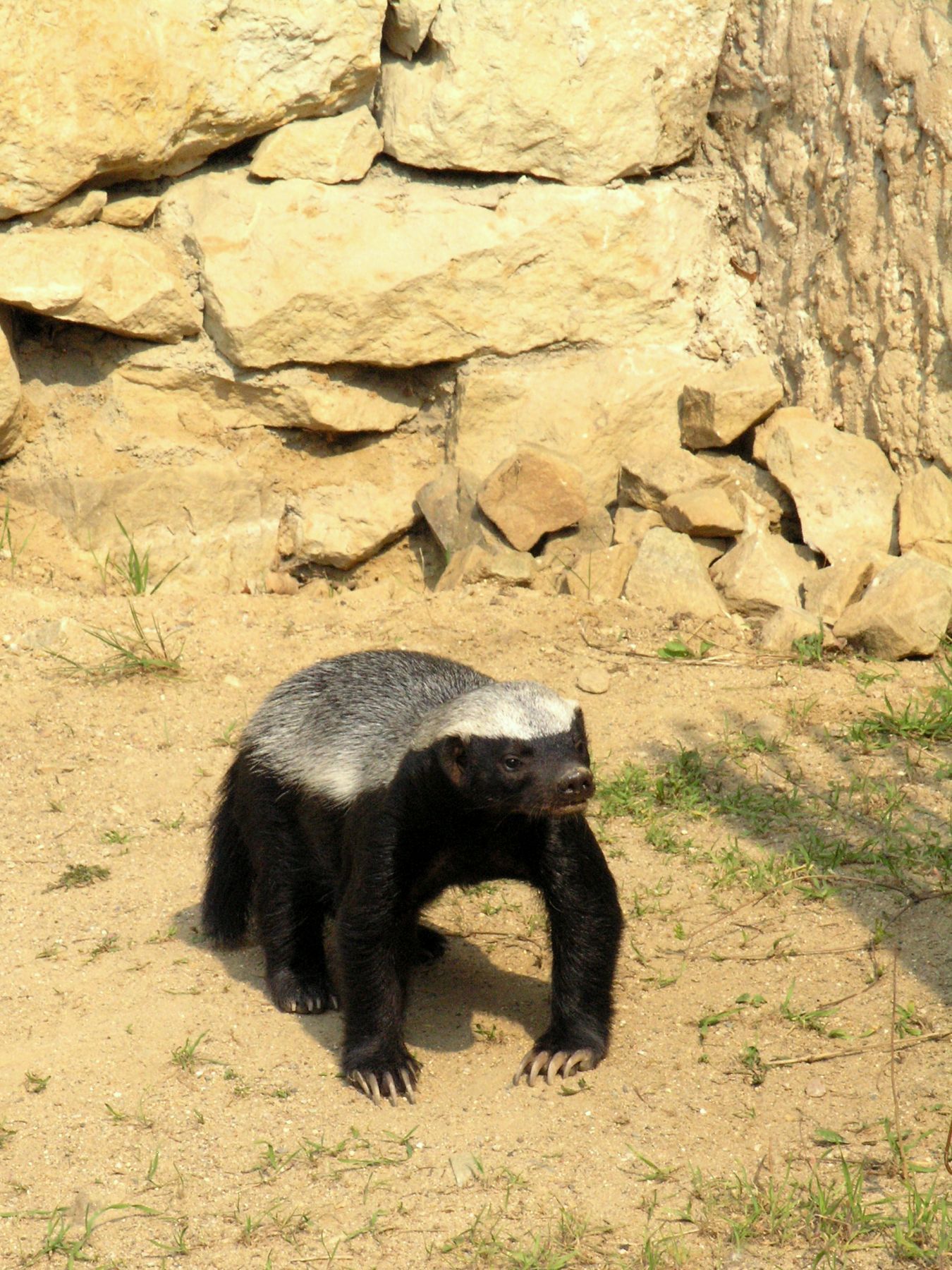 2011/04/prague-zoo-mellivora-capensis-3