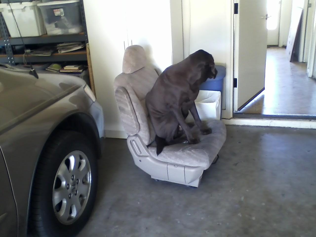 2013/02/we-had-to-take-his-seat-out-of-our-van-so-we-could-fit-a-dresser-in-the-back-he-has-been-sitting-like-this-waiting-to-go-for-a-ride-for-the-past-15-minutes