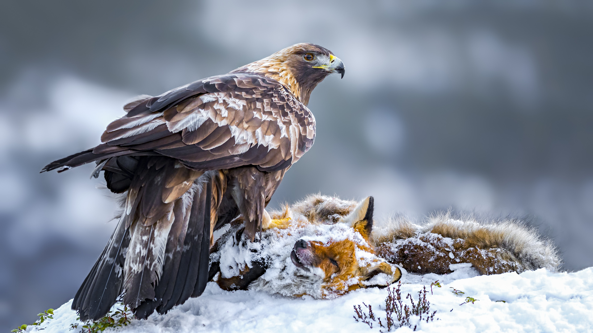2022/01/steinadler-73733ebd-15af-4df3-8196-b08338404e35