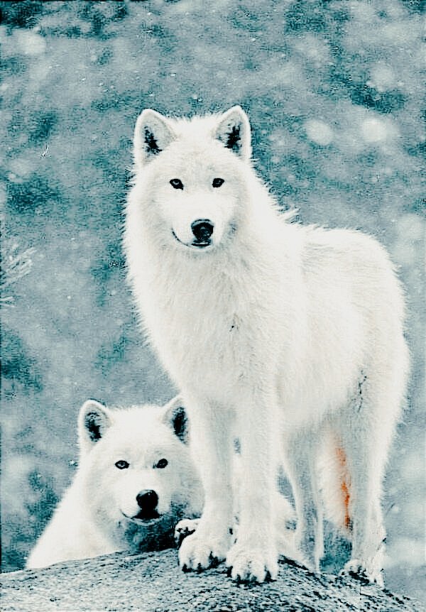 2022/03/skoll-hati-2