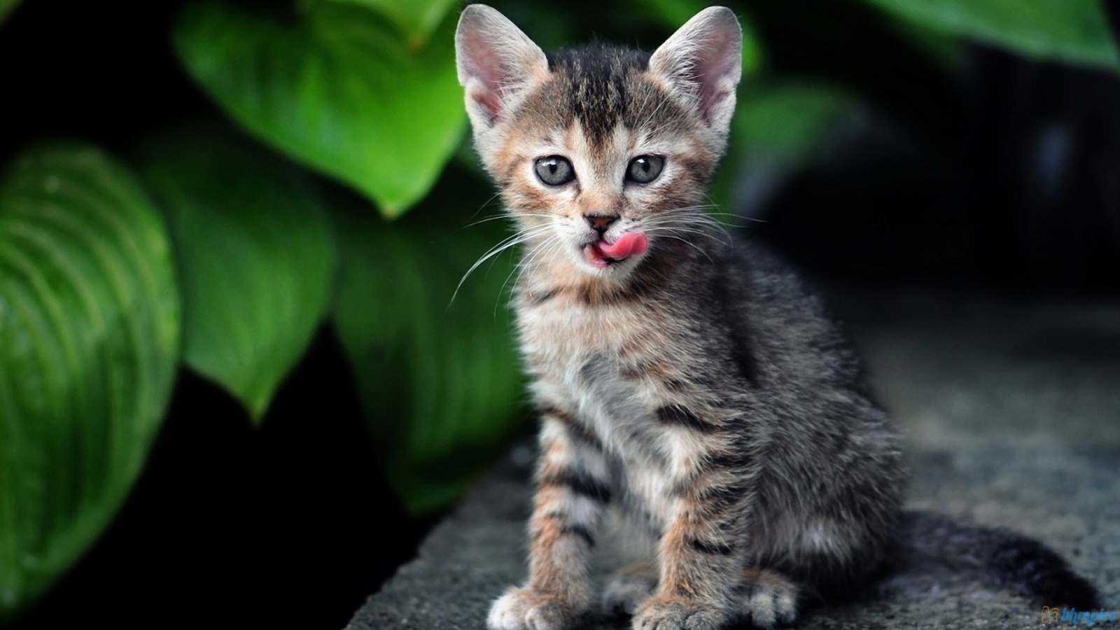 2022/05/kitten-3