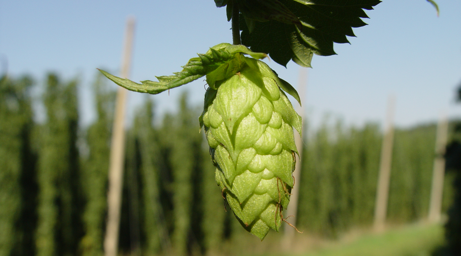 2022/07/hallertau-hop-cone-1600x