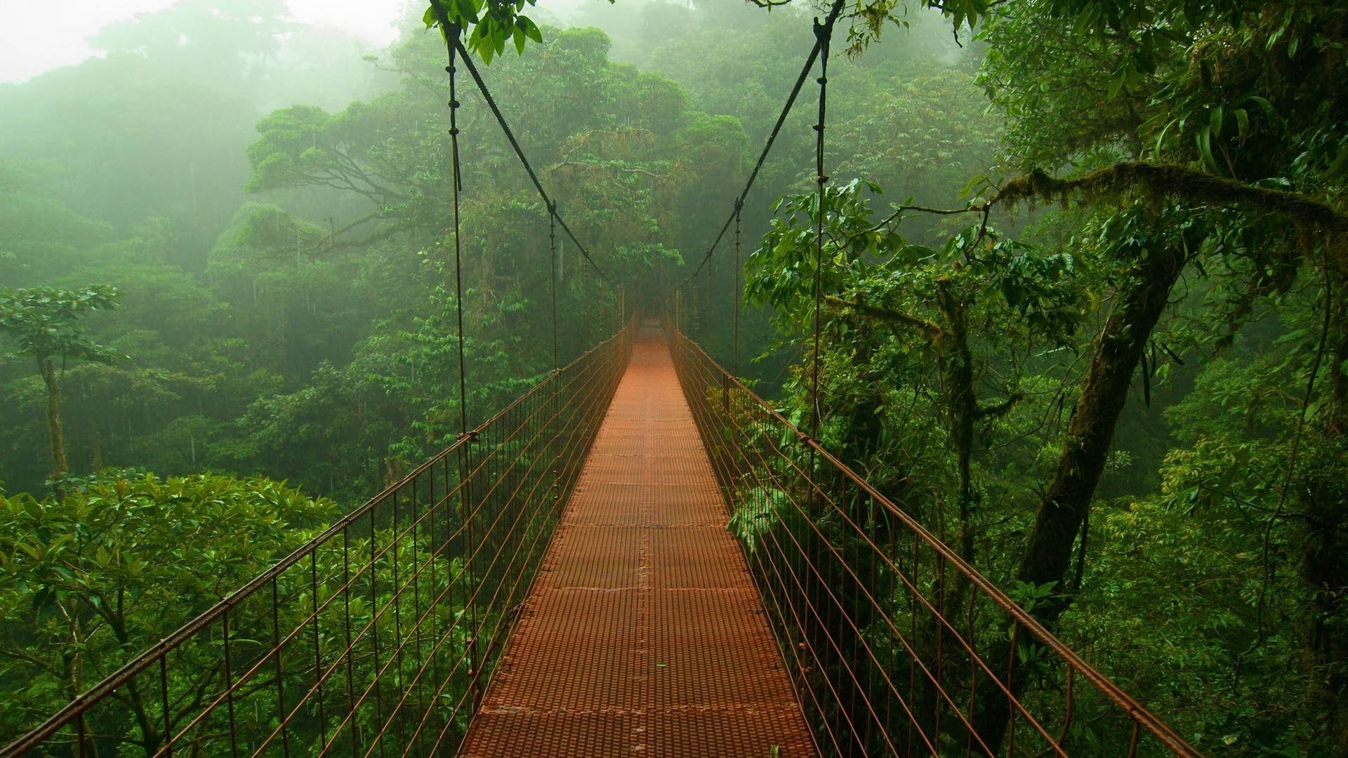 2022/08/dschungel-hintergrund-png-menschengemacht-brucke-wald-rainforest-dschungel-wallpaper-1920