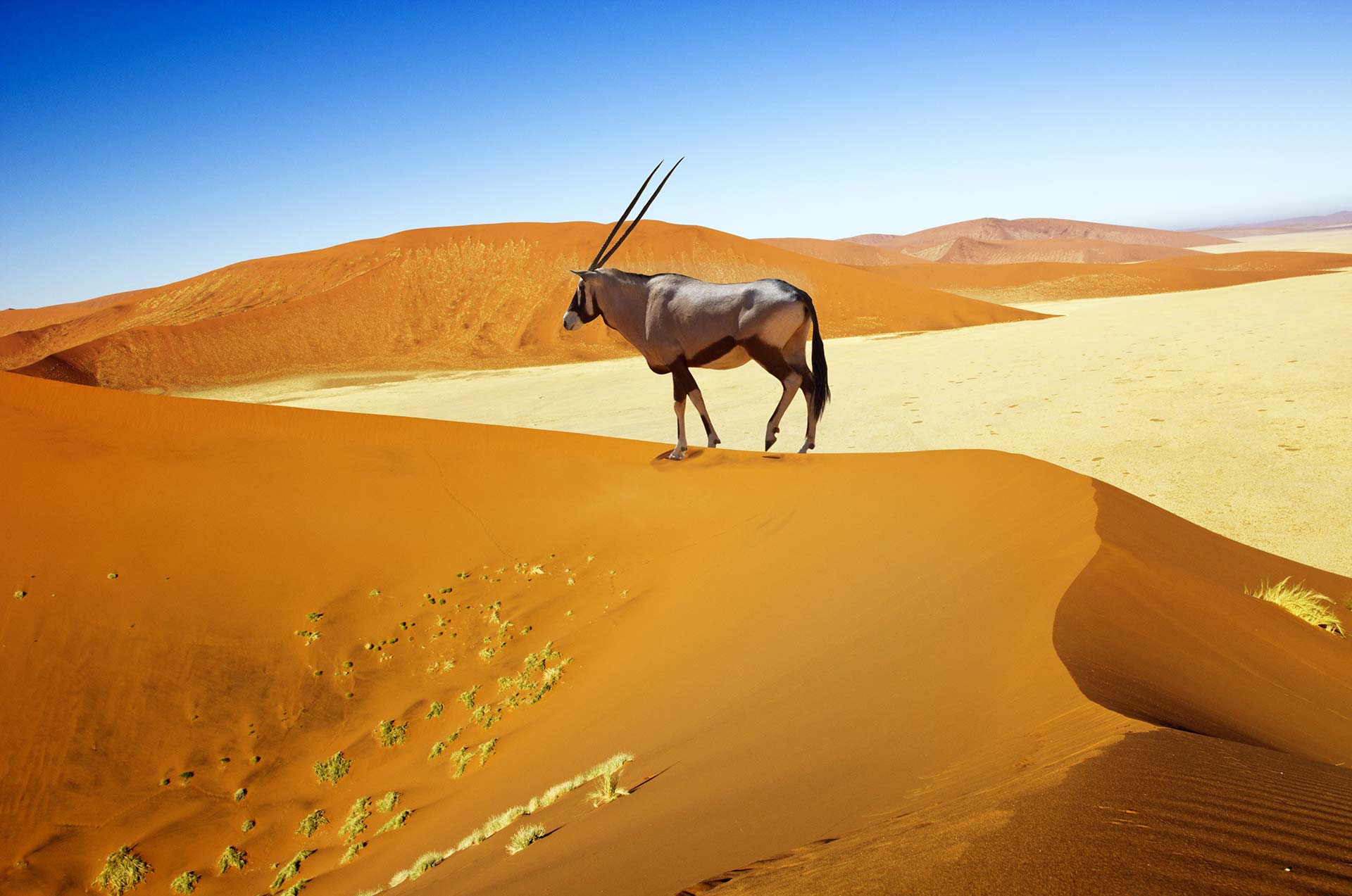 2022/08/namibia-goat