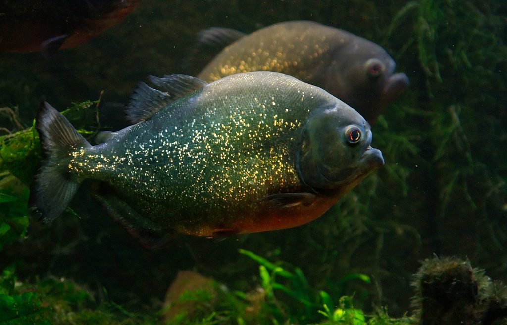 2022/11/piranha-1024x656