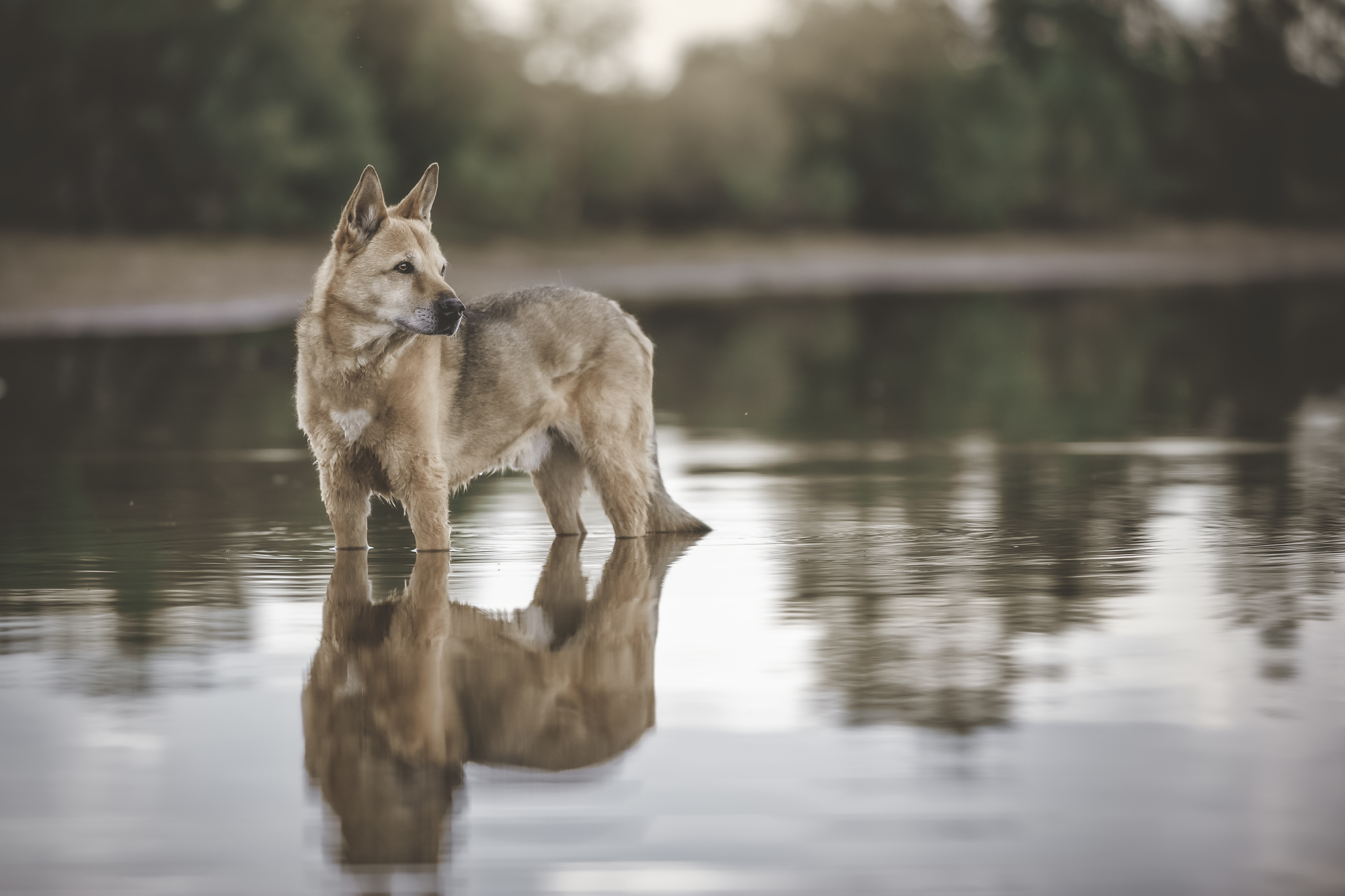2022/12/kanaan-hund