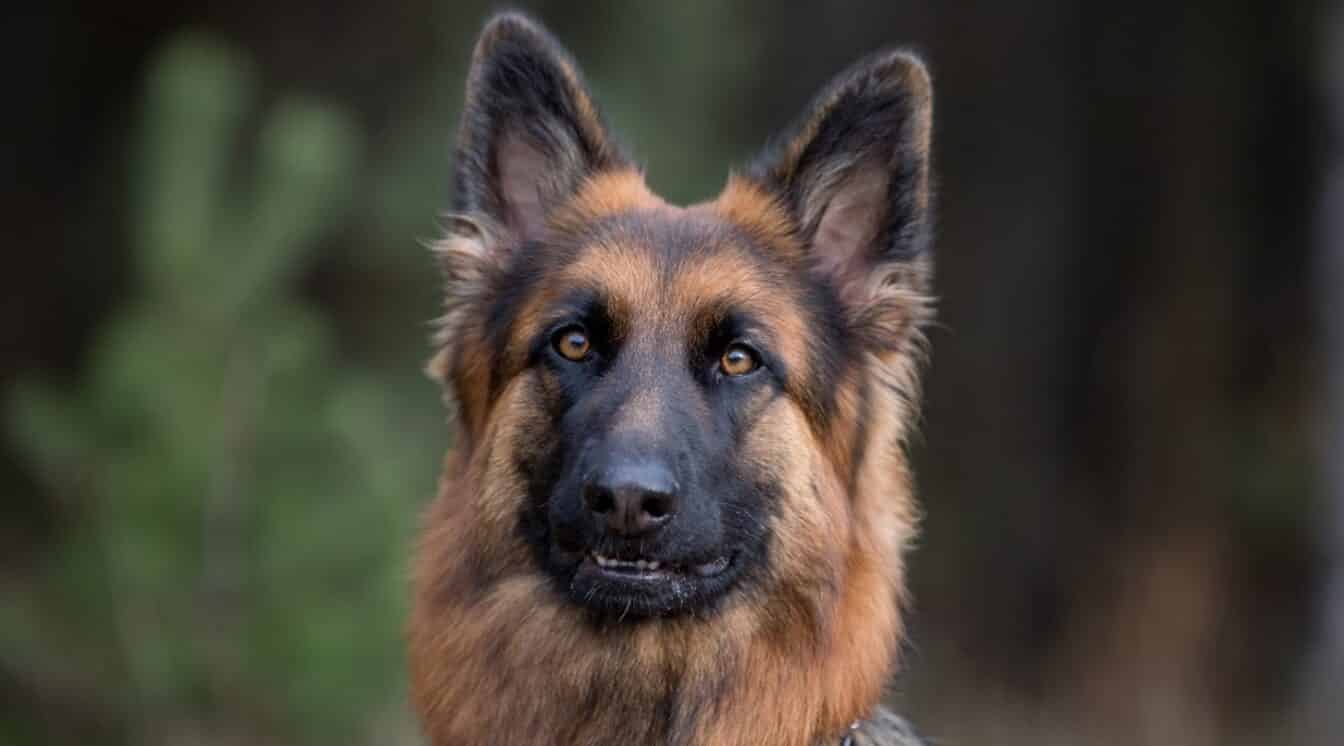 2022/12/long-haired-german-shepherd-dog-1344x746