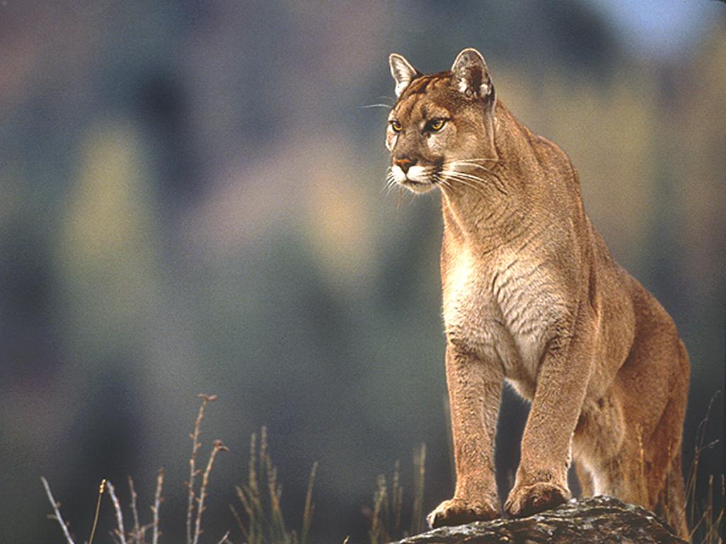 2022/12/panther-1