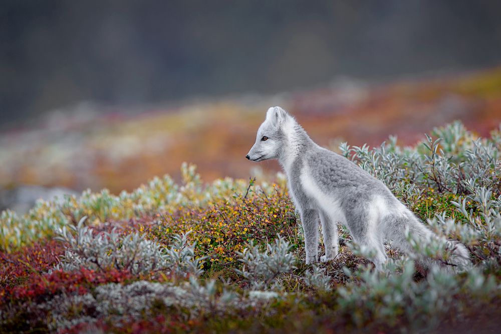 2023/01/polarfuchs-6984dd93-d67c-4bb8-a477-6c21fef0cca1