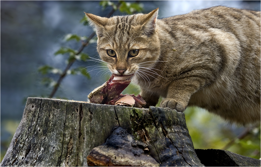 2023/02/europaeische-wildkatze-8-ba77388f-777d-4df7-b96f-36e117b7348a