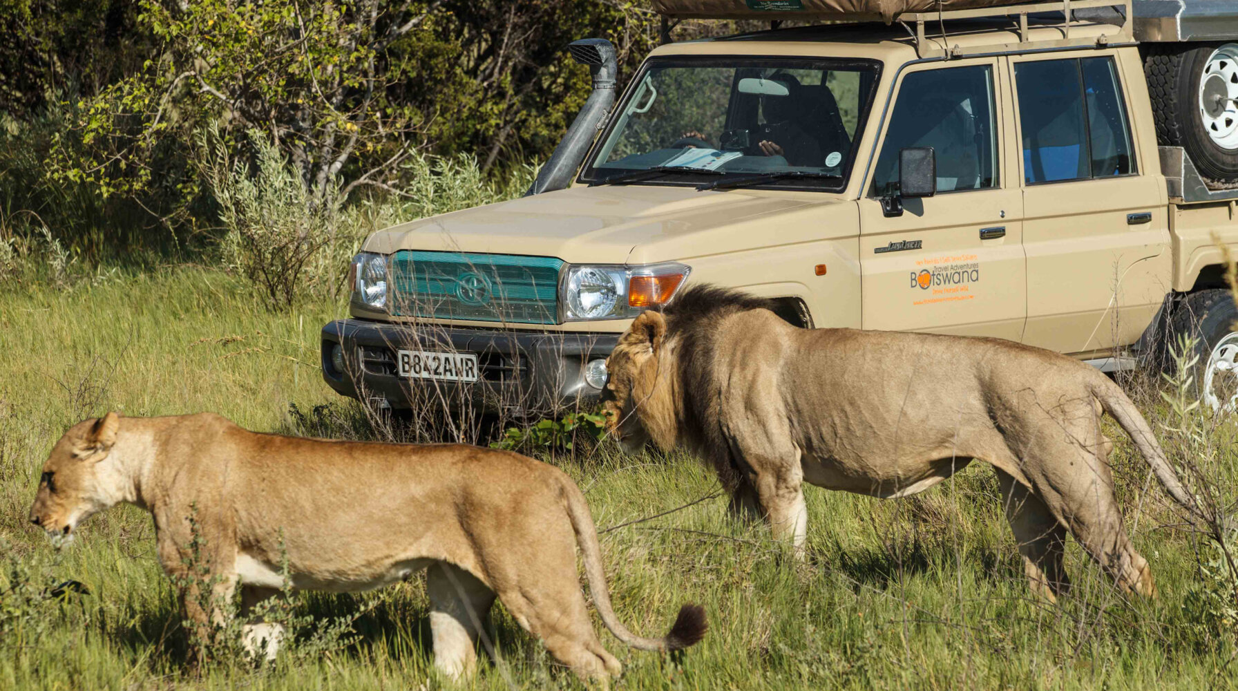 2023/02/safaris-unterkuenfte-dachzelt-fahrt-loewen-consafarity-1792x1000-1599476331