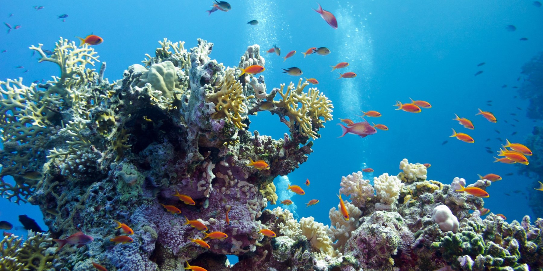 2023/05/hero-coral-reefs-1920x1280
