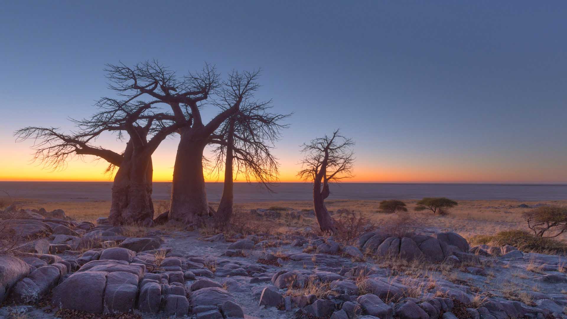 2023/05/nws-st-botswana-makgadikgadi-kubu-island
