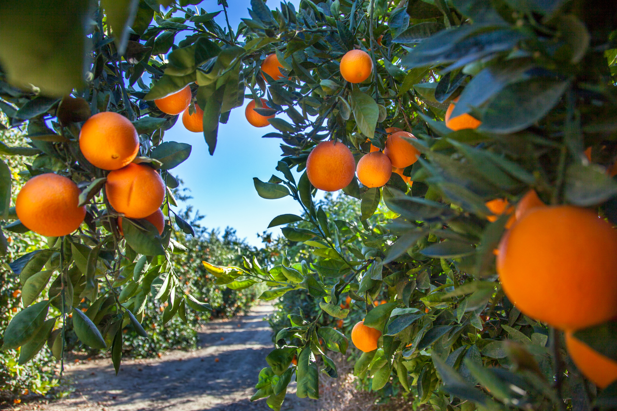 2023/11/oranges-tree