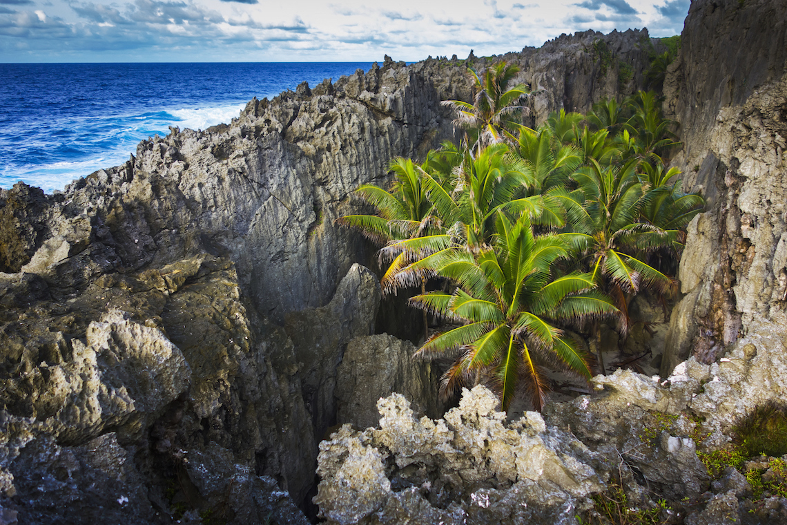 2023/12/niue-palms