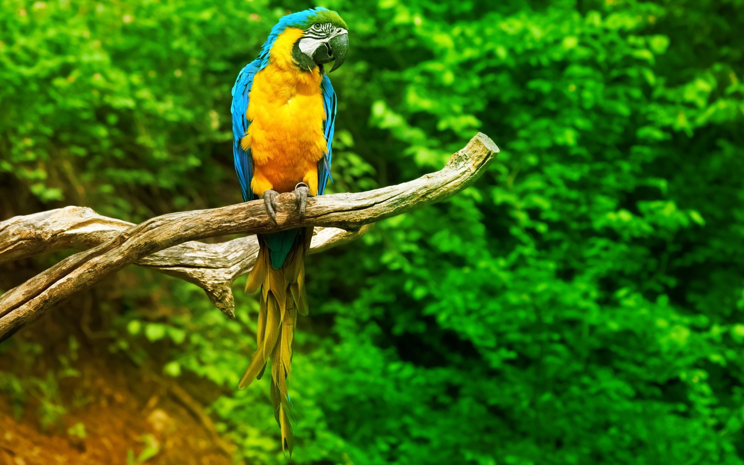 2024/04/377095-parrot-birds