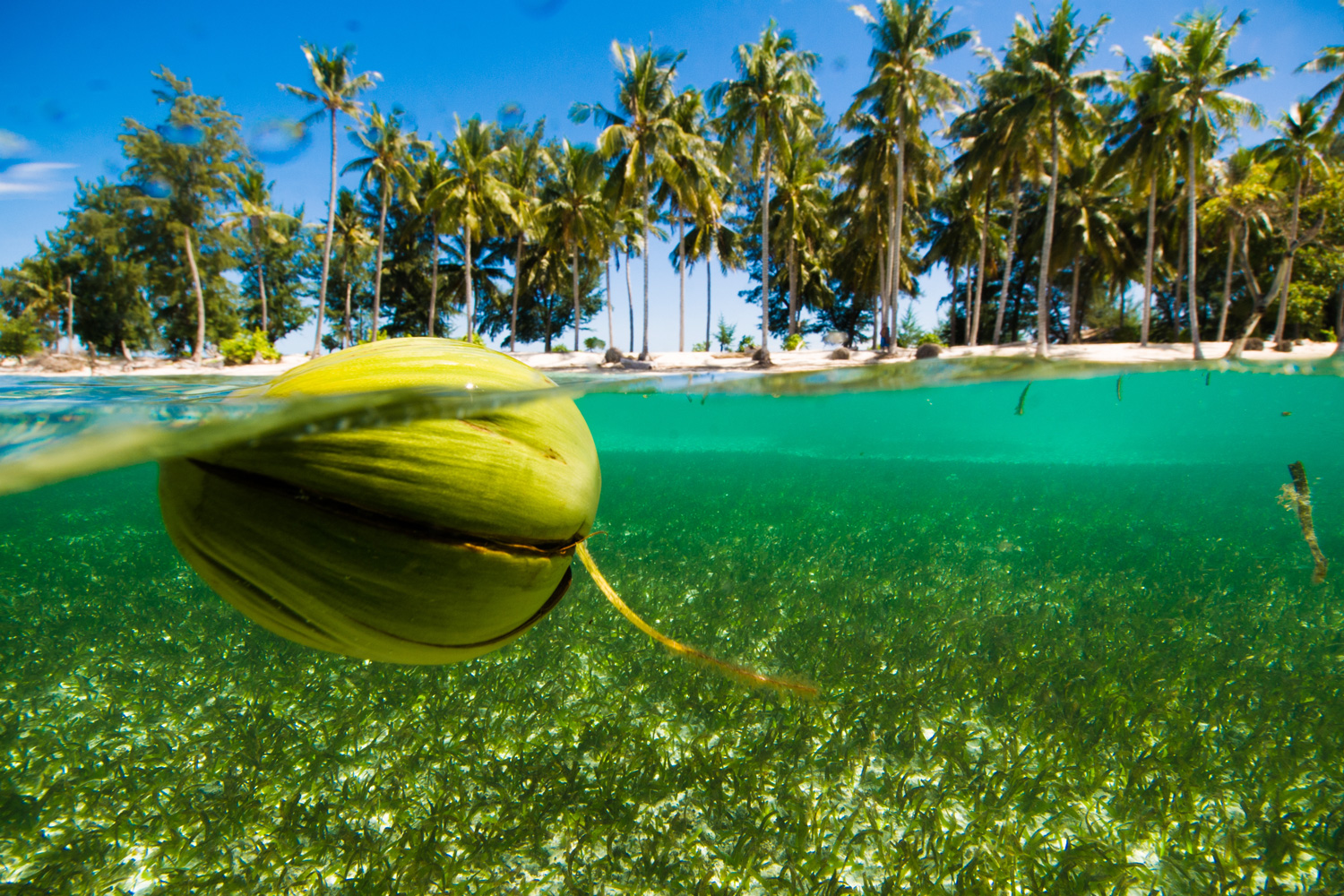 2024/04/floating-coconut