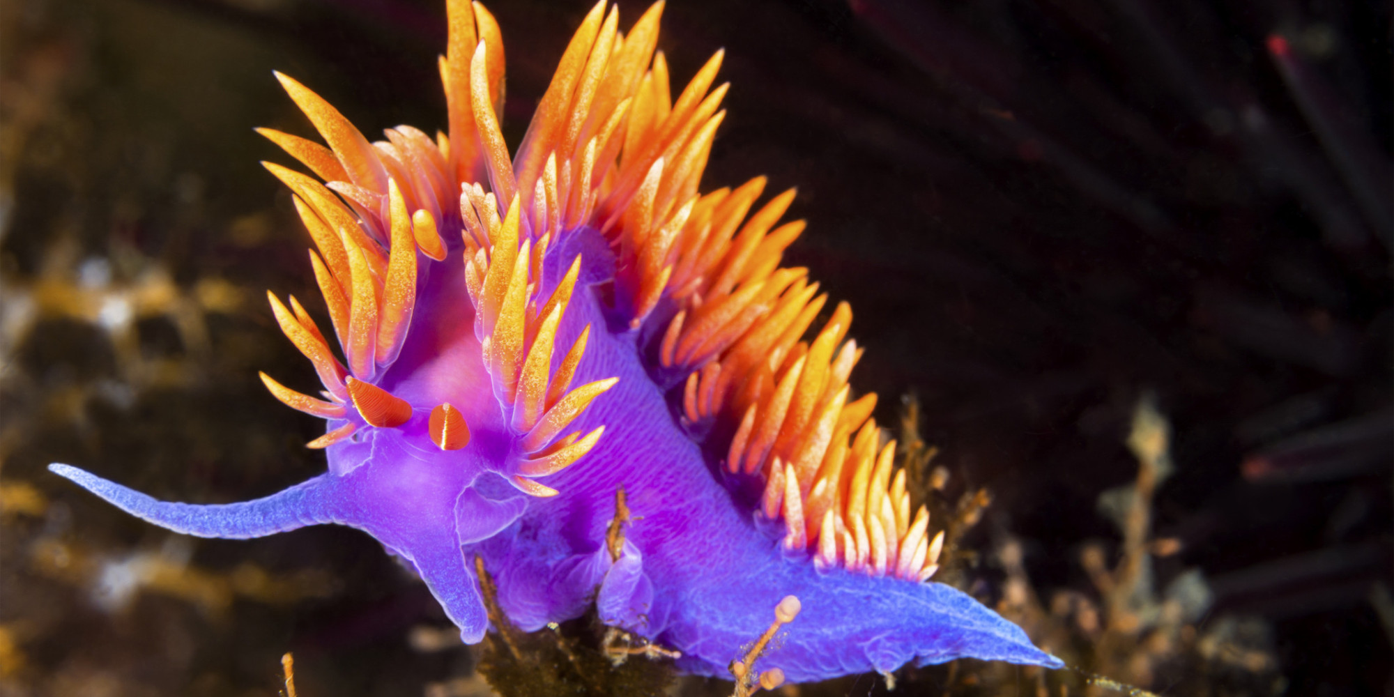 2024/05/o-colorful-nudibranch-facebook