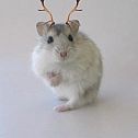 2009/05/petmembersite-hamster-christmas-0003